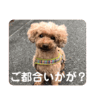 トイプーご機嫌（個別スタンプ：34）