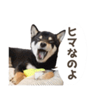 GO！GO！柴犬ズ【4】（個別スタンプ：30）