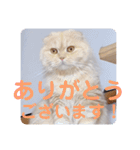 でか文字 猫の可愛いメッセージ（個別スタンプ：1）