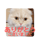 でか文字 猫の可愛いメッセージ（個別スタンプ：2）