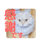 でか文字 猫の可愛いメッセージ（個別スタンプ：3）