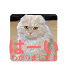 でか文字 猫の可愛いメッセージ（個別スタンプ：6）