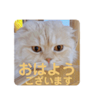 でか文字 猫の可愛いメッセージ（個別スタンプ：9）