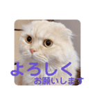 でか文字 猫の可愛いメッセージ（個別スタンプ：12）