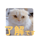 でか文字 猫の可愛いメッセージ（個別スタンプ：13）