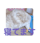 でか文字 猫の可愛いメッセージ（個別スタンプ：16）