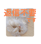 でか文字 猫の可愛いメッセージ（個別スタンプ：17）