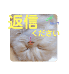 でか文字 猫の可愛いメッセージ（個別スタンプ：18）