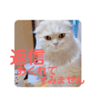 でか文字 猫の可愛いメッセージ（個別スタンプ：20）