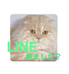 でか文字 猫の可愛いメッセージ（個別スタンプ：22）