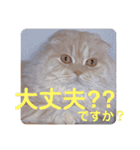 でか文字 猫の可愛いメッセージ（個別スタンプ：25）