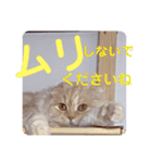 でか文字 猫の可愛いメッセージ（個別スタンプ：26）