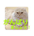 でか文字 猫の可愛いメッセージ（個別スタンプ：27）