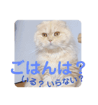 でか文字 猫の可愛いメッセージ（個別スタンプ：30）