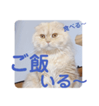 でか文字 猫の可愛いメッセージ（個別スタンプ：31）