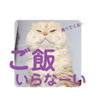 でか文字 猫の可愛いメッセージ（個別スタンプ：32）