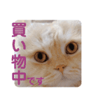 でか文字 猫の可愛いメッセージ（個別スタンプ：33）