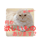 でか文字 猫の可愛いメッセージ（個別スタンプ：34）