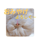 でか文字 猫の可愛いメッセージ（個別スタンプ：35）