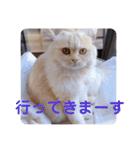 でか文字 猫の可愛いメッセージ（個別スタンプ：36）