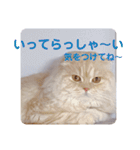 でか文字 猫の可愛いメッセージ（個別スタンプ：37）