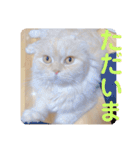 でか文字 猫の可愛いメッセージ（個別スタンプ：38）