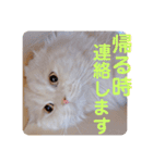 でか文字 猫の可愛いメッセージ（個別スタンプ：39）