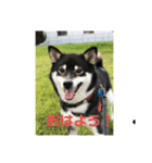 黒柴むぎの日常（個別スタンプ：2）