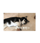 黒柴むぎの日常（個別スタンプ：4）