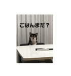 黒柴むぎの日常（個別スタンプ：7）