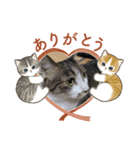 Cats in the cat（個別スタンプ：6）