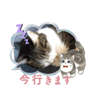 Cats in the cat（個別スタンプ：8）