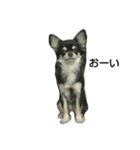 犬のチョコ君11（個別スタンプ：1）
