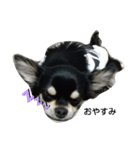 犬のチョコ君11（個別スタンプ：3）