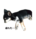 犬のチョコ君11（個別スタンプ：5）