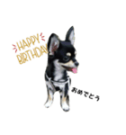 犬のチョコ君11（個別スタンプ：6）