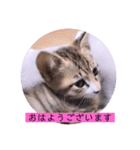 ねこーず39にゃんシリーズ㊲ハス（個別スタンプ：1）