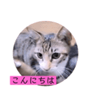 ねこーず39にゃんシリーズ㊲ハス（個別スタンプ：2）