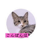 ねこーず39にゃんシリーズ㊲ハス（個別スタンプ：3）