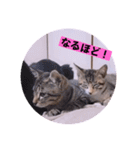 ねこーず39にゃんシリーズ㊲ハス（個別スタンプ：4）