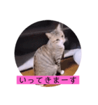 ねこーず39にゃんシリーズ㊲ハス（個別スタンプ：5）