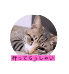 ねこーず39にゃんシリーズ㊲ハス（個別スタンプ：6）