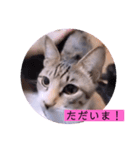 ねこーず39にゃんシリーズ㊲ハス（個別スタンプ：7）