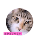 ねこーず39にゃんシリーズ㊲ハス（個別スタンプ：8）