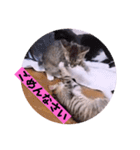 ねこーず39にゃんシリーズ㊲ハス（個別スタンプ：9）