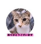 ねこーず39にゃんシリーズ㊲ハス（個別スタンプ：10）