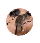 ねこーず39にゃんシリーズ㊲ハス（個別スタンプ：11）