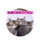 ねこーず39にゃんシリーズ㊲ハス（個別スタンプ：12）