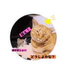 ねこーず39にゃんシリーズ㊲ハス（個別スタンプ：13）