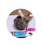 ねこーず39にゃんシリーズ㊲ハス（個別スタンプ：14）